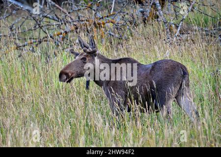 Junge Elch stier Beweidung auf das Hayfield Stockfoto