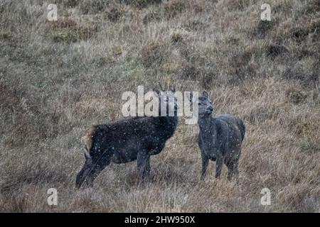 Zwei Rehe, die bei starkem Schneefall in Schottland im Grasland stehen Stockfoto