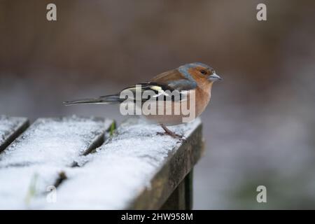 Männlicher Buchfink ((Fringilla coelebs) in einem Garten im Schnee, Großbritannien Stockfoto