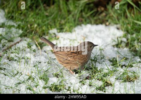 Dunnock (Prunella modularis), Großbritannien, auf einem Fleck leichten Schnees auf Gras Stockfoto