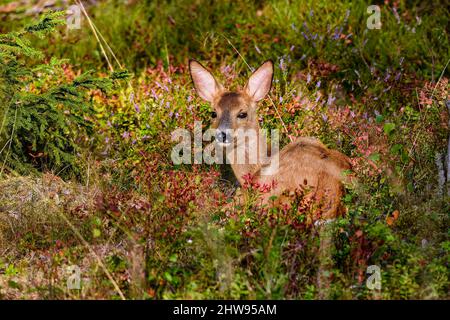 Reh ruht/versteckt im Wald. Stockfoto