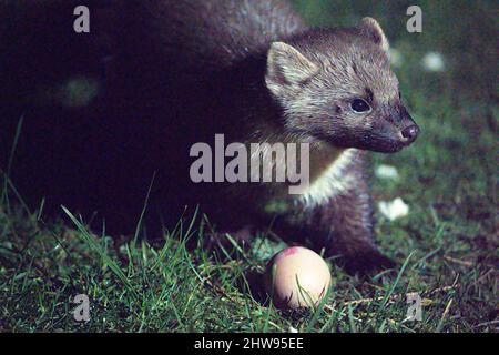 Europäischer Kiefernmarder (Martes martes), der im Garten ein Ei frisst, Ardnamurchan, Schottland, Großbritannien Stockfoto