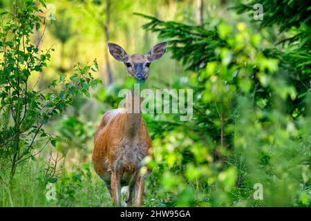 Weißschwanzhirsche im Wald bei Dämmerung. Stockfoto