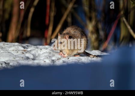 Ratte wärmt sich am kalten Wintermorgen auf. Stockfoto