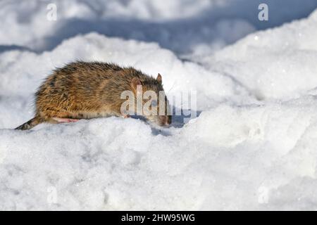 Ratte sucht am kalten Wintertag nach Nahrung. Stockfoto