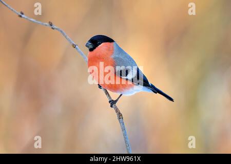 Eurasischer Gimpel in Winterfarben Stockfoto