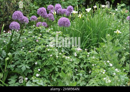 Allium Globemaster blüht zusammen mit Geranium und sibirischer Iris (Iris sibirica) White Swirl im Mai in einem Garten Stockfoto