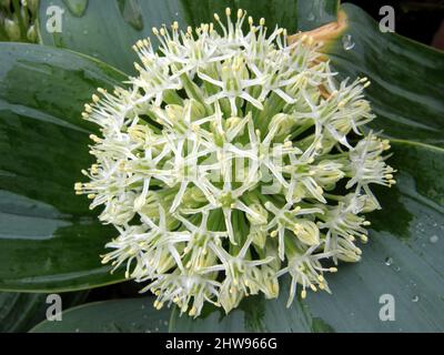 Kara Tau Knoblauch (Allium carataviense) Elfenbeinkönigin mit breitem bläulich-grauem Laub blüht im Mai in einem Garten Stockfoto