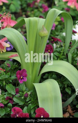 Allium macleanii bereitet sich darauf vor, ein Blumenbeet mit dunkelroten Stiefmütterchen zu blühen Stockfoto