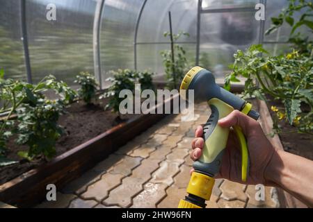 Nahaufnahme der Hand eines Mannes, der einen Schlauch zum Bewässern von Pflanzen in einem Gewächshaus hält. Gartenkonzept. Hochwertige Fotos Stockfoto
