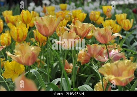 Gelbe und rosa gefranste Tulpen (Tulipa) Lambada blühen im April in einem Garten Stockfoto