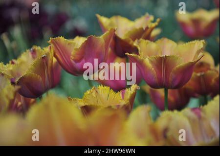 Gelbe und rosa gefranste Tulpen (Tulipa) Lambada blühen im April in einem Garten Stockfoto