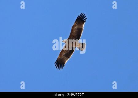 Steppenadler (Aquila nipalensis) unreif im Flug Oman Dezember Stockfoto