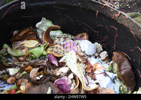 Der Inhalt eines Plastikkompostbehälters auf einer Zuteilung. Hergestellt aus dem Hausmüll, Gemüseschälungen, Kaffeesatz und Teeblätter, Papier, f Stockfoto