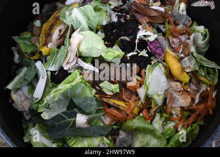 Der Inhalt eines Plastikkompostbehälters auf einer Zuteilung. Hergestellt aus dem Hausmüll, Gemüseschälungen, Kaffeesatz und Teeblätter, Papier, f Stockfoto