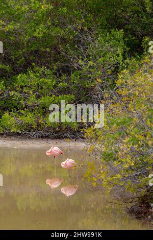 Zwei Flamingos stehen in der Lagune auf der Insel Isabela, Galapagos Inseln Stockfoto