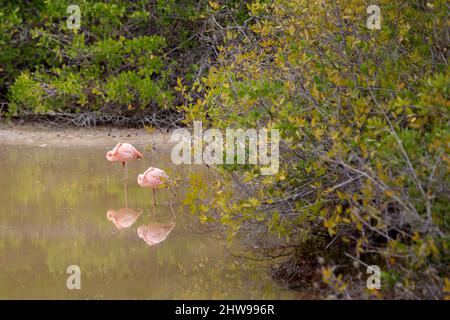 Zwei Flamingos stehen in der Lagune auf der Insel Isabela, Galapagos Inseln Stockfoto