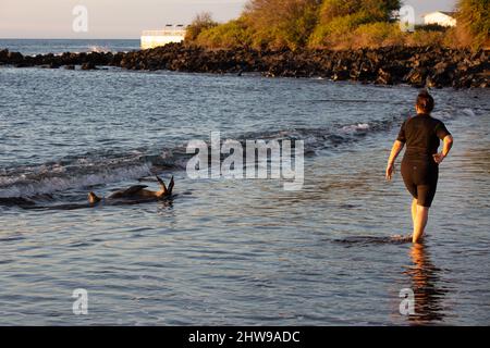 Frau geht am Strand vorbei an verspielten Seelöwen auf Floreana Island, Galapagos Inseln Stockfoto