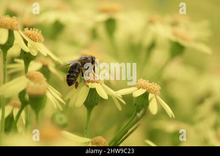 Eine Biene sammelt an einem sonnigen Tag auf einer Wiese Nektar aus gelben Wildblumen Stockfoto