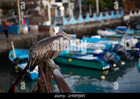 Pelican thront auf Geländer, Hafen mit Schnellbooten im Hintergrund auf der Insel Santa Cruz, Galapagos-Inseln Stockfoto