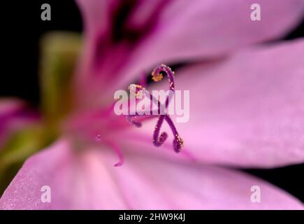 Nahaufnahme Fokus gestapeltes Bild einer nach Zitrone duftenden Geranienblume, die Stigma zeigt Stockfoto