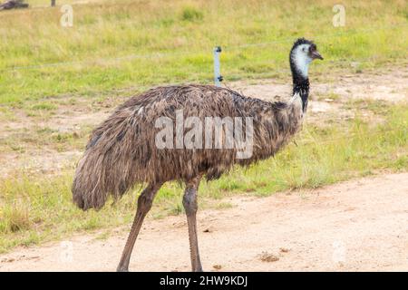 Foto eines großen erwachsenen emu auf einem Feldweg in den Central Tablelands von New South Wales in Australien. Stockfoto