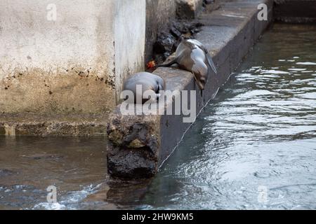 2 Seelöwen liegen auf Beton in der Nähe des Ozeans auf Floreana Island, Galapagos Inseln Stockfoto