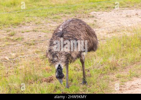 Foto eines großen erwachsenen emu auf einem Feldweg in den Central Tablelands von New South Wales in Australien. Stockfoto