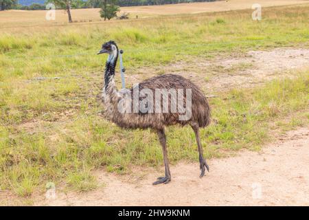 Foto eines großen erwachsenen emu auf einem Feldweg in den Central Tablelands von New South Wales in Australien. Stockfoto