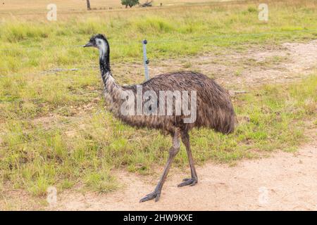 Foto eines großen erwachsenen emu auf einem Feldweg in den Central Tablelands von New South Wales in Australien. Stockfoto