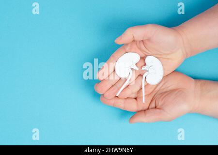 Hände, die eine Niere halten, Papier ausgeschnitten, Weltnierentag, Gesundheitsprobleme, Organtransplantation, Medizinisches Problem Stockfoto