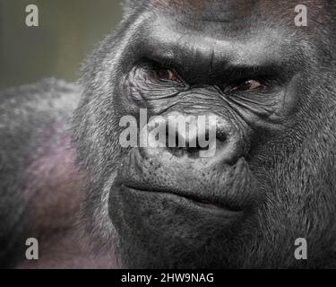 Extreme Nahaufnahme eines erwachsenen männlichen Western-Flachland-Silberrückengorillas Stockfoto