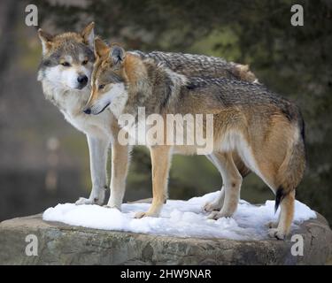 Paar graue mexikanische Wölfe (Canis lupus baileyi) kuscheln, während sie auf Schnee auf felsiger Oberfläche im Wald stehen Stockfoto