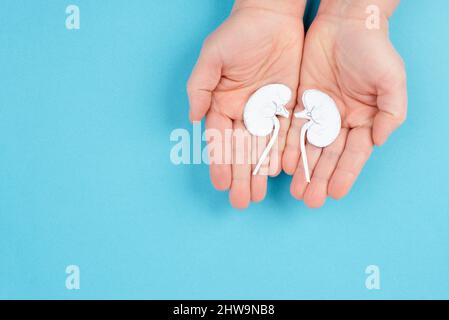 Hände, die eine Niere halten, Papier ausgeschnitten, Weltnierentag, Gesundheitsprobleme, Organtransplantation, Medizinisches Problem Stockfoto