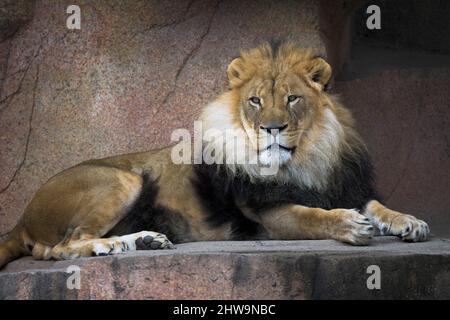 MResting Male African Lion (Panthera leo) Nahaufnahme Porträt Stockfoto