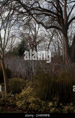 rubus biflorus im Winter wisley surrrey england Stockfoto