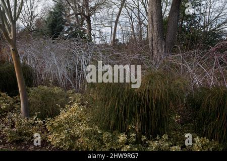 rubus biflorus im Winter wisley surrrey england Stockfoto