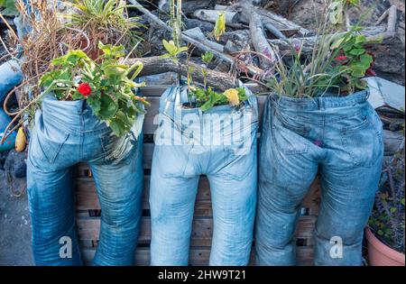 Alte Jeans aus Denim, die als Pflanzenbehälter im Garten verwendet wurden. Ungewöhnlicher Garten, Pflanzenbehälter, Recycling alter Kleidung. Stockfoto