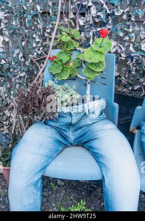 Alte Jeans aus Denim, die als Pflanzenbehälter im Garten verwendet wurden. Ungewöhnlicher Garten, Pflanzenbehälter, Recycling alter Kleidung. Stockfoto