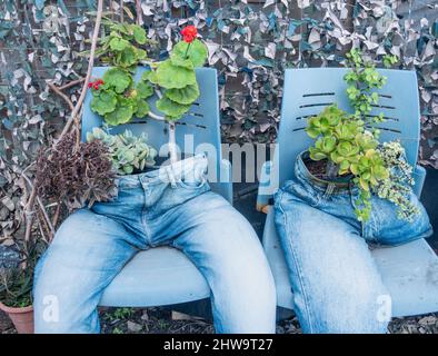 Alte Jeans aus Denim, die als Pflanzenbehälter im Garten verwendet wurden. Ungewöhnlicher Garten, Pflanzenbehälter, Recycling alter Kleidung. Stockfoto