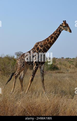 Junge Giraffe, die an einem heißen, klaren Tag durch den Savannenveld im Krüger National Park in Südafrika spaziert Stockfoto