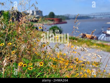 Wildblumen umrahmen die Flusslandschaft von Memphis. Mississippi River ist im Hintergrund mit Brücke. Stockfoto