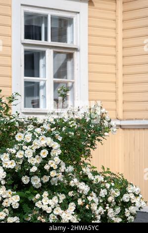 Weiße burnett Rose, Rosa pimpinellifolia in voller Blüte Stockfoto