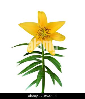 Bunte gelbe naturalistische Lilienblume auf grünem Stiel auf weißem Hintergrund. Abbildung. Stockfoto