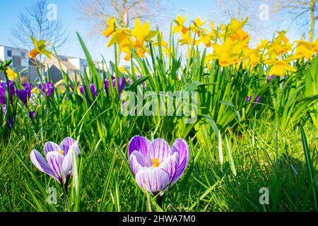 Frühlingsbild mit violetten Krokusblüten im Vordergrund und gelben Narzissen im Hintergrund. Fokus auf Vordergrund. Stockfoto