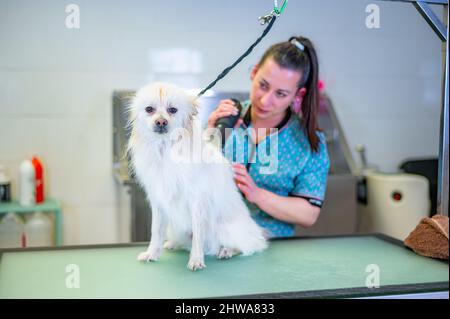 Weibliche Groomer Föhnen weißen Pommern in einem Hundepflegesalon Stockfoto