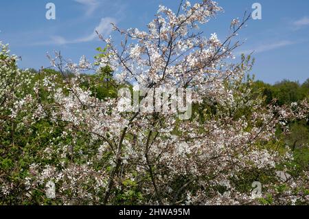 Glatte shadbush (Amelanchier laevis), blühende Stockfoto