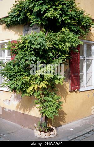 Chinesische Glyzinie (Wisteria sinensis), Fassade grün am Rande eines Hauses, Deutschland Stockfoto