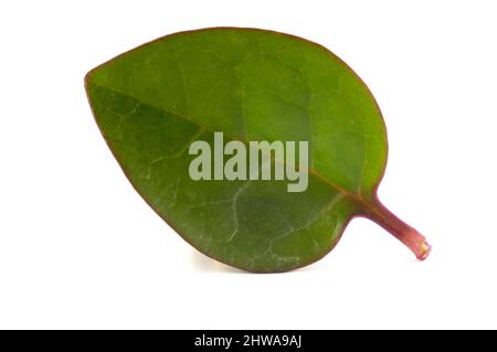 Indischer Spinat, Malabar-Nachtschatten, Spinat der Rebe, rutschiges Gemüse (Basella alba, Basella rubra, Basella japonica, Basella lucida), Blatt, Ausschneiden Stockfoto