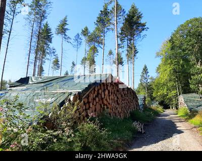 Norwegenfichte (Picea abies), gestapeltes Fichtenrundholz, bedeckt mit einer Plane entlang einer Forststraße, Deutschland Stockfoto